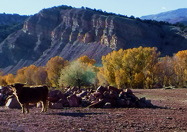 Highland Cow with Mountains in Background