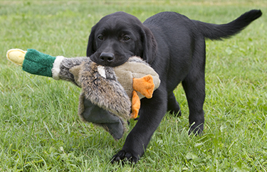 Black Lab Puppy with his Duck Toy