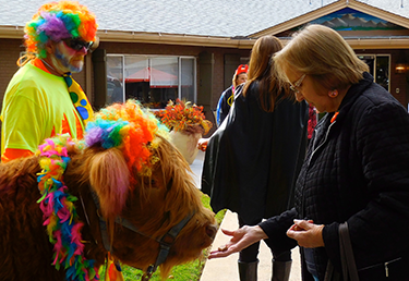 Woman giving Treat to Highland Cow