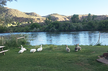 Geese at Colorado River