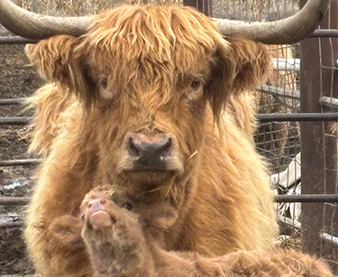 Mama Highland Cow with Baby Cow