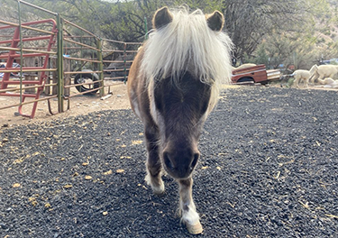 Miniature Horse Closeup