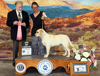 Yellow Lab Puppy Winner