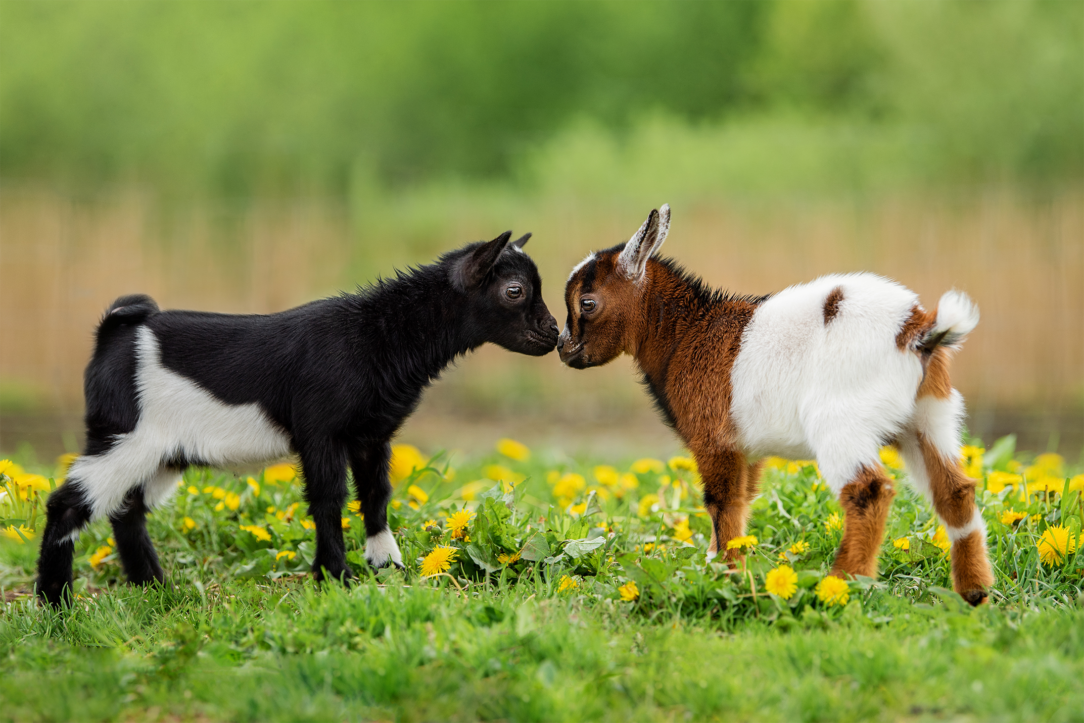 Two Nigerian Dwarf Dairy Goats in Flowers