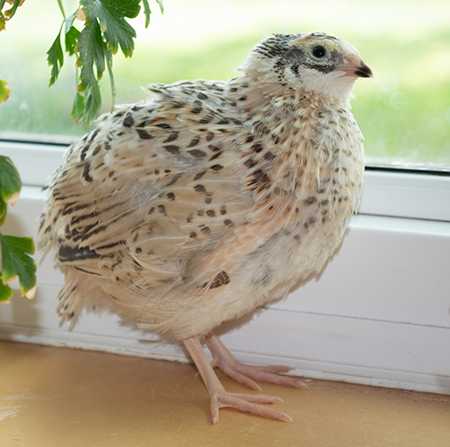 Quail Sitting by a Window
