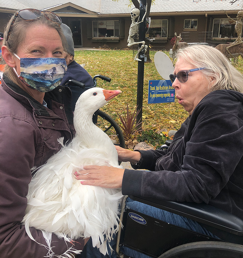 Nigerian Dwarf Goat Running in Grass